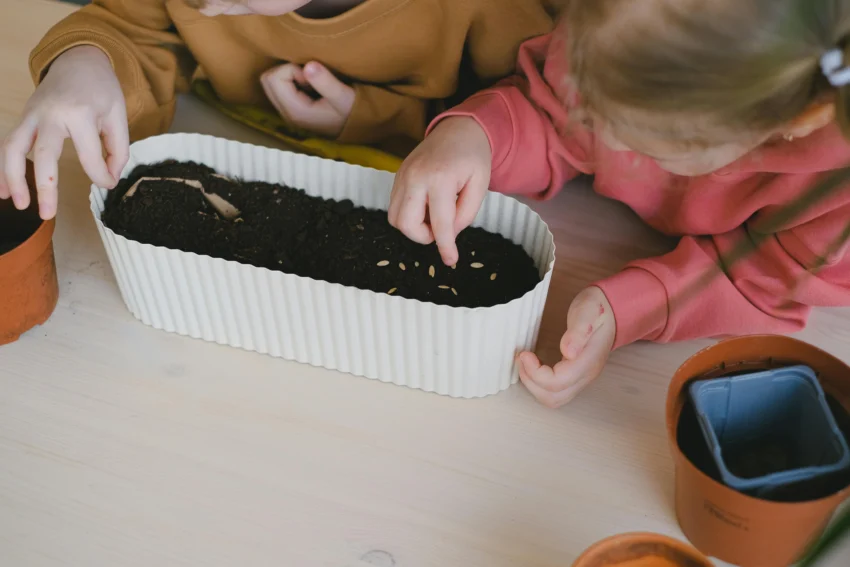 Seed Germination with Kids